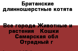 Британские длинношерстные котята - Все города Животные и растения » Кошки   . Самарская обл.,Отрадный г.